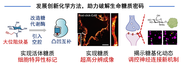 北京大学12项成果荣获2025年度国家科学技术奖4.png